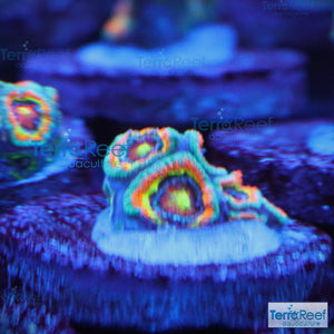 Holy Grail Micromussa Coral Micro F2M WYSIWYG Frag 2