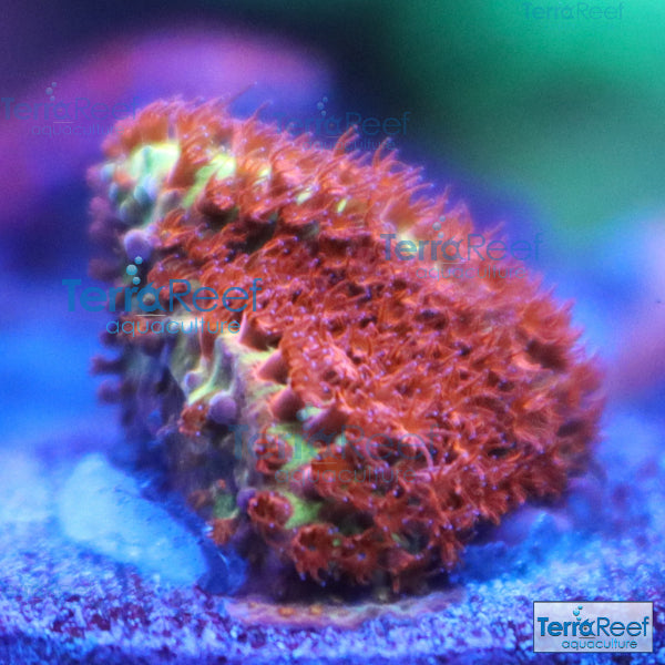 [廃盤] イハラカンタロウ　CORAL 廃盤] イハラカンタロウ CORAL 廃盤] イハラカンタロウ CORAL イハラ