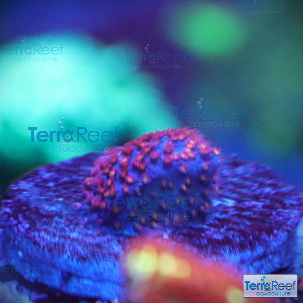 Stardust "Stylo" Stylocoeniella