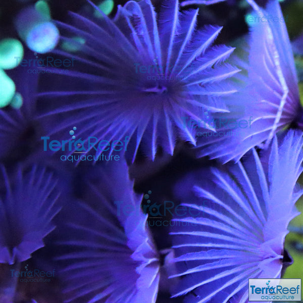 Aquacultured Mini White Feather Duster