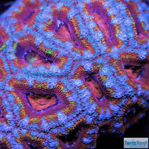 Red Micromussa "Acan" Frag Stock