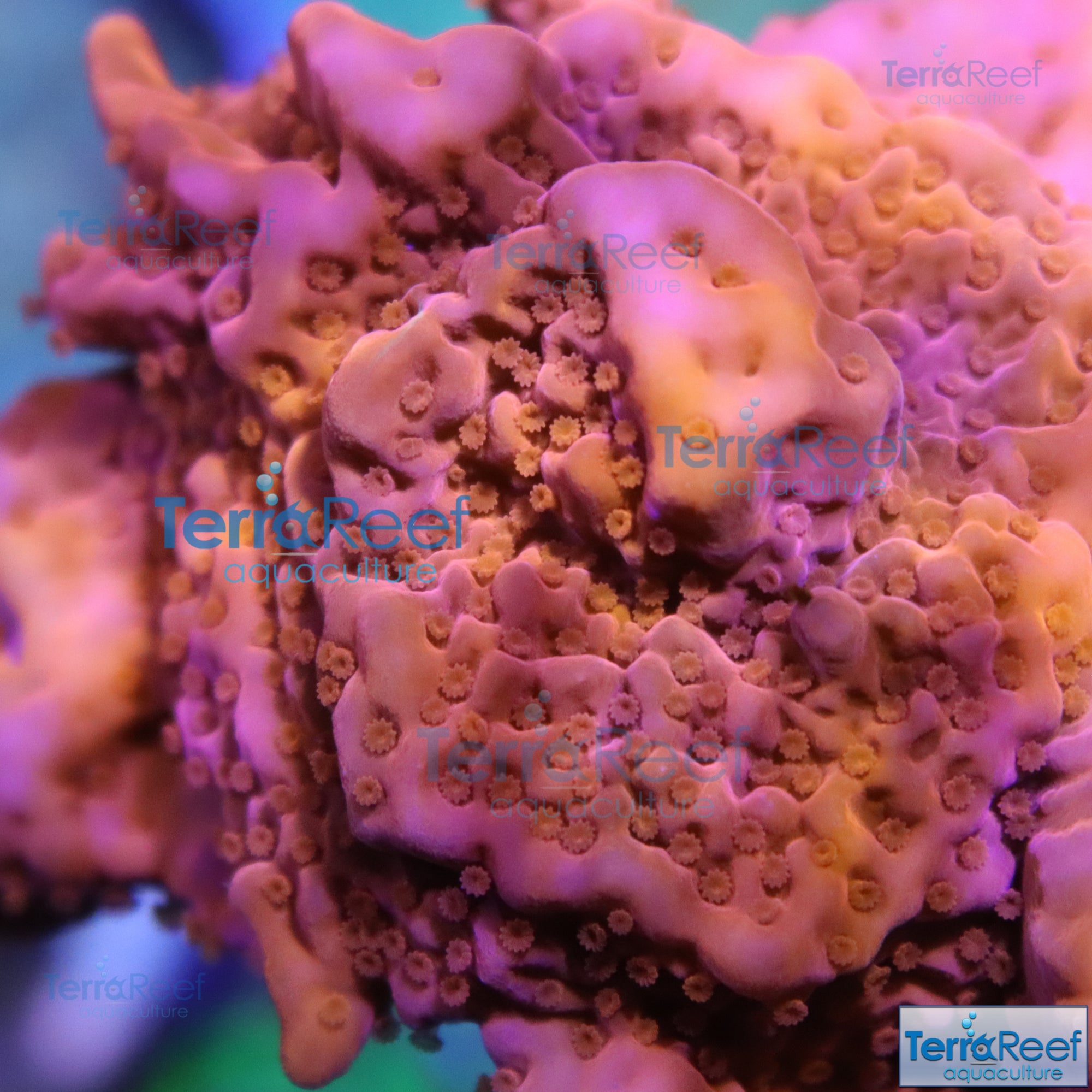 Setosa Frag Stock