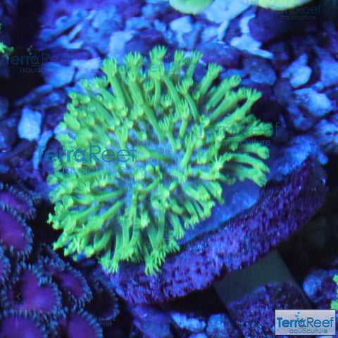 Soft Coral – TerraReef