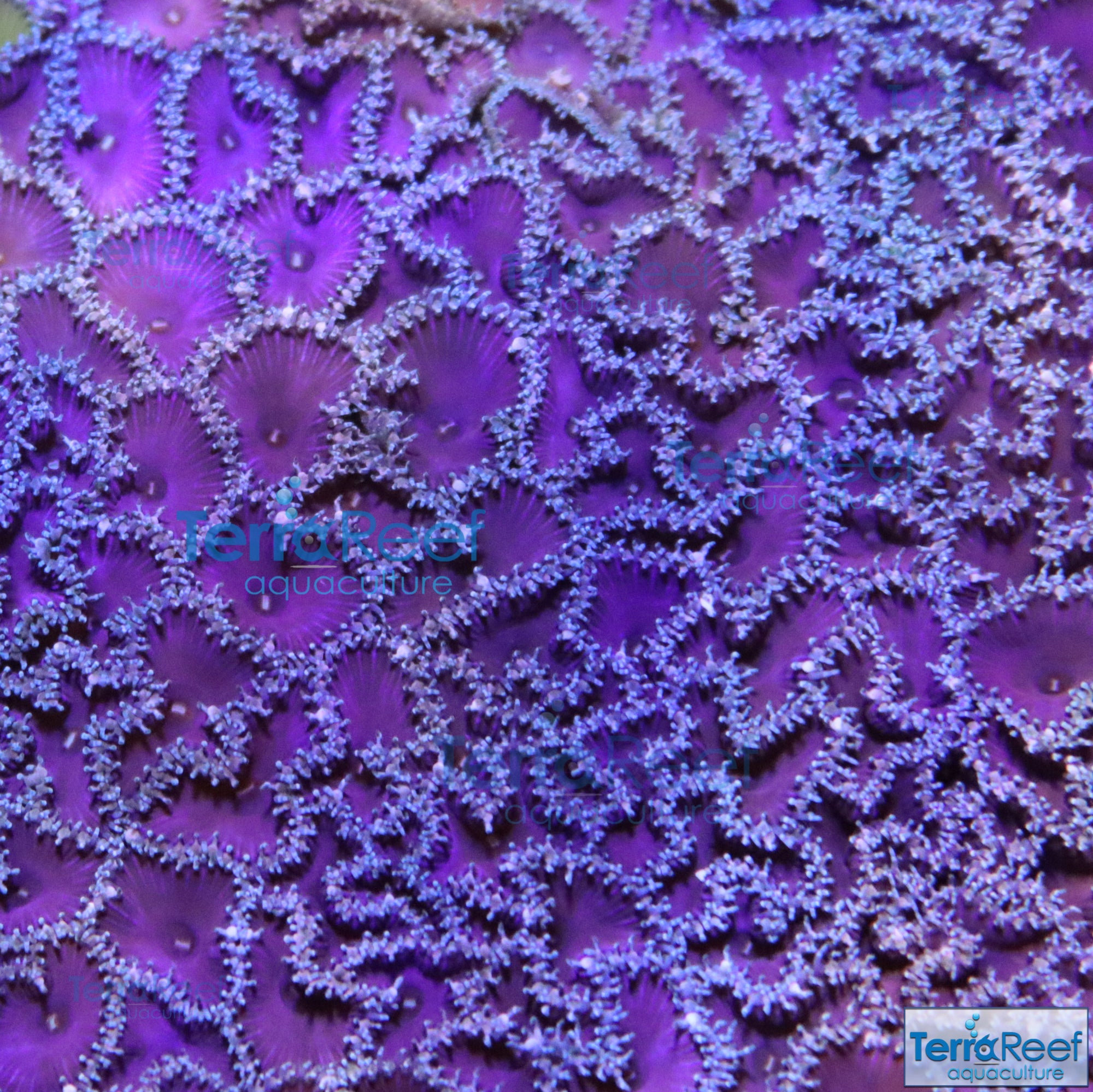 Purple Death Paly Frag Stock