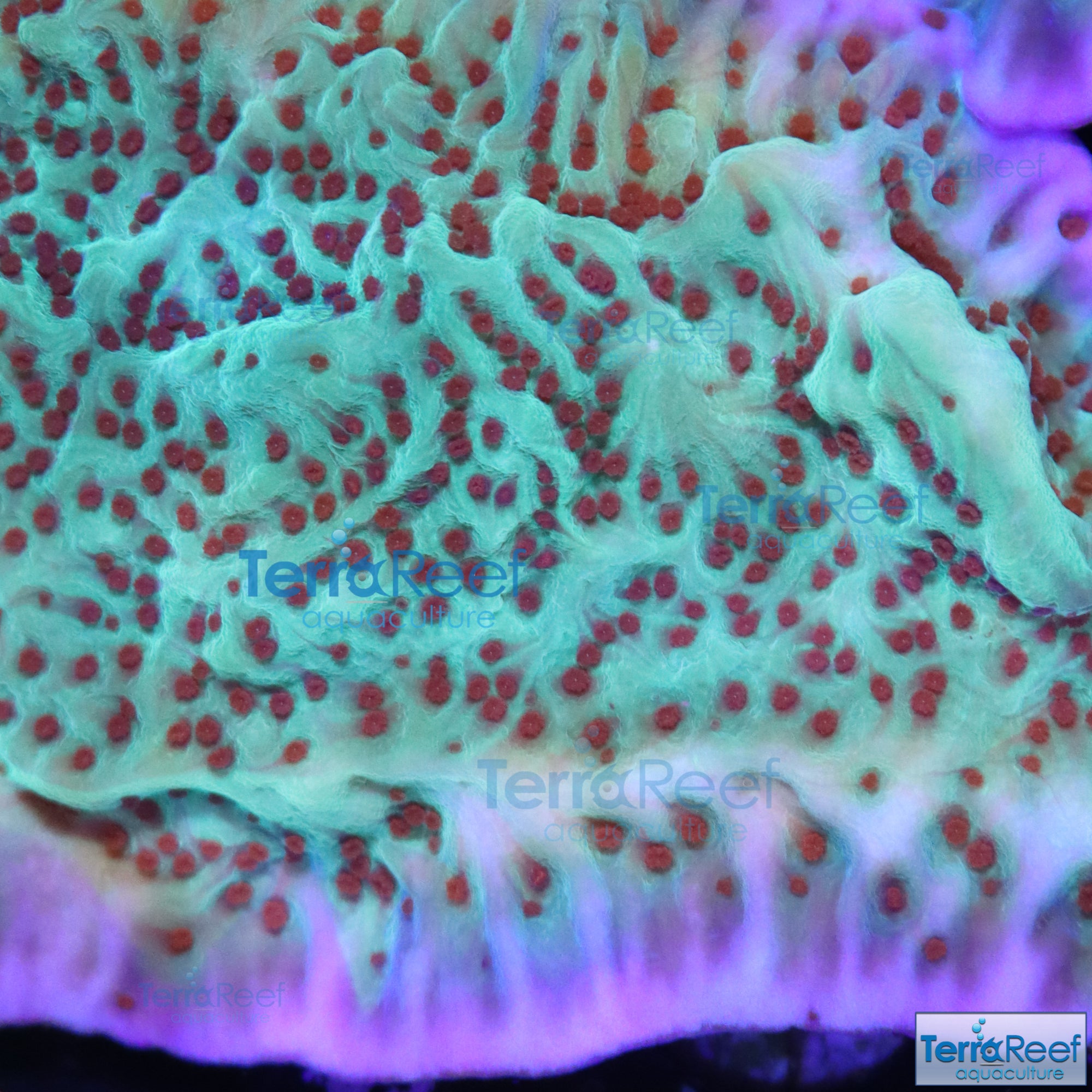 ORA Mind Trick Montipora Frag Stock