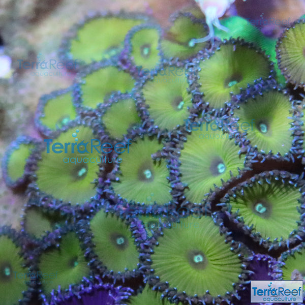 Nuclear Green Paly Zoanthid Frag Stock