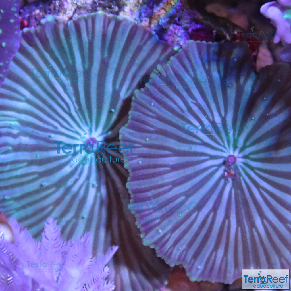 Striped Mushroom Stock