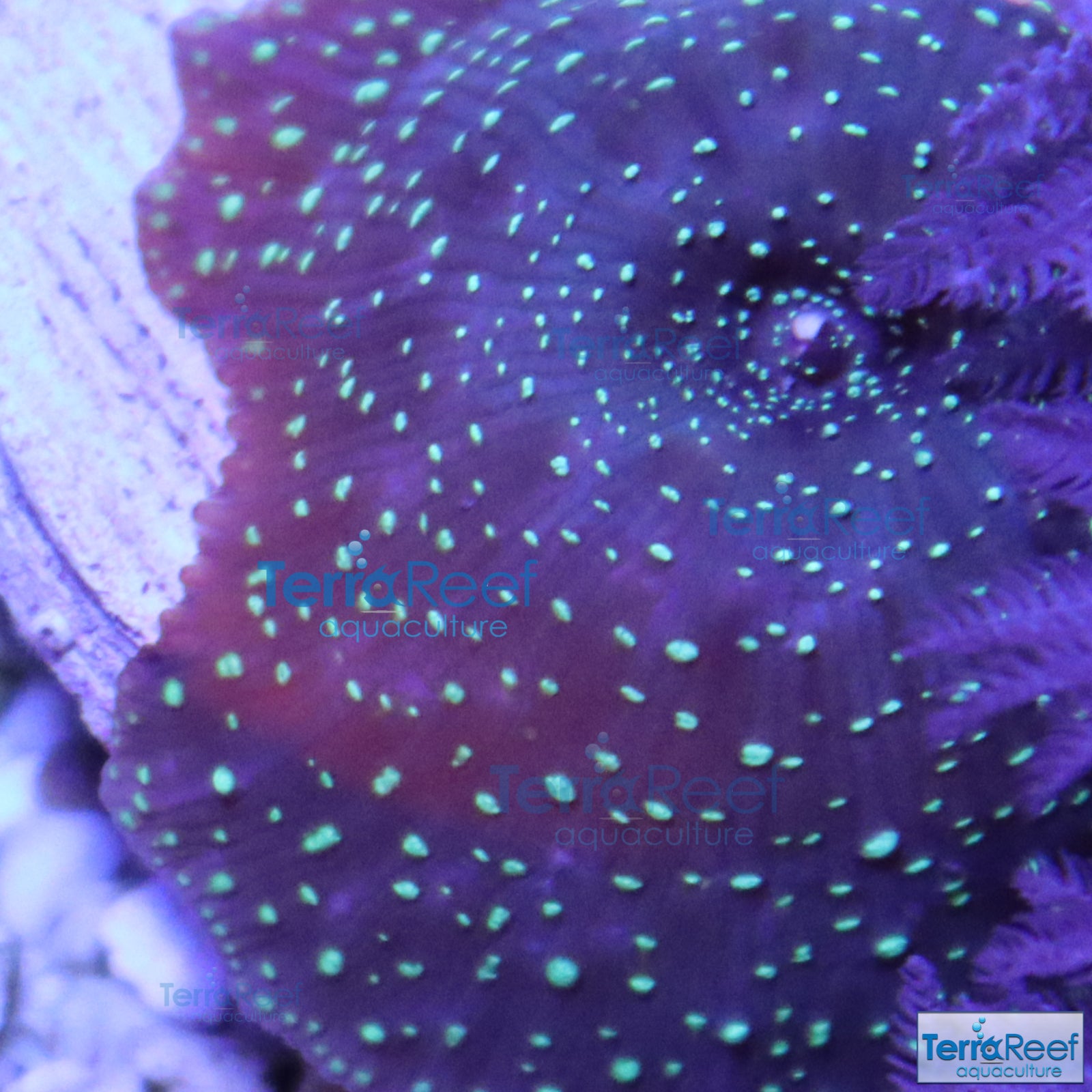 Green Spotted Mushroom