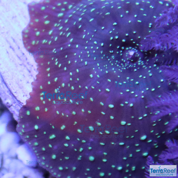 Green Spotted Mushroom