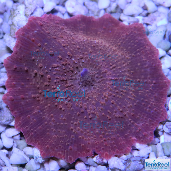 Red Mushroom Stock