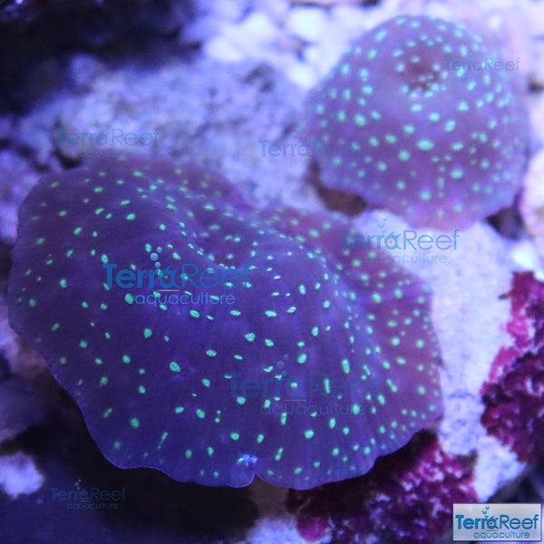 Green Spotted Mushroom