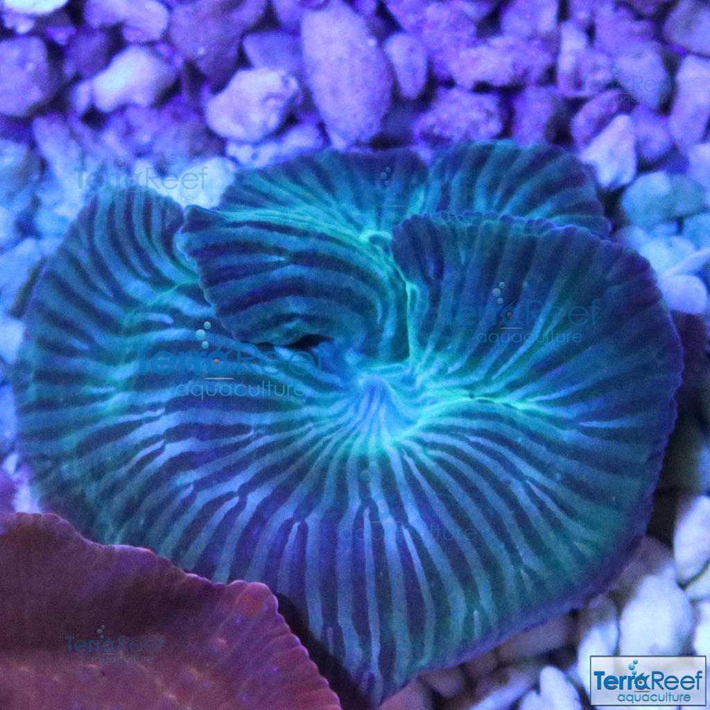 Striped Mushroom Stock