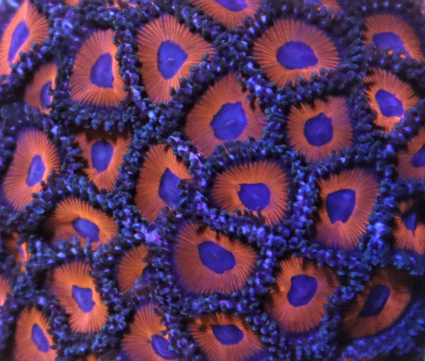 Red Zoanthids Frag Stock