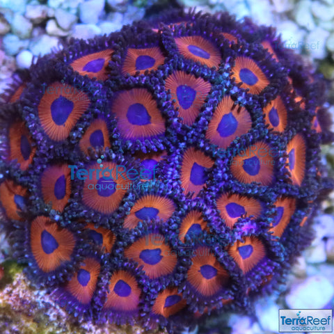 Red Zoanthids Frag Stock