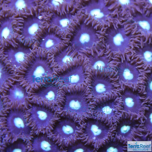 Mint Chocolate Chip Zoanthid Frag Stock