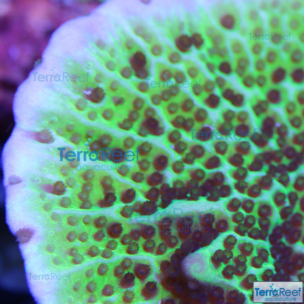 Montipora spongodes Frag Stock