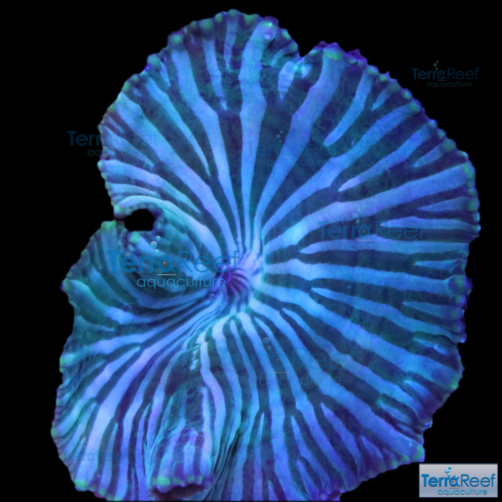 Striped Mushroom Stock