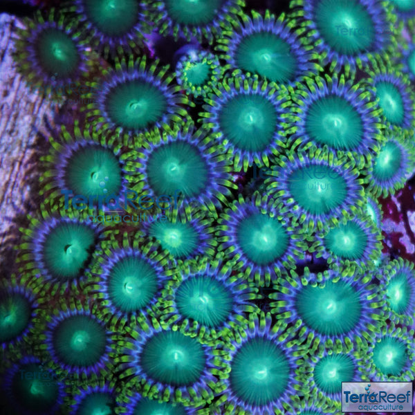 Zoanthid Coral Pack
