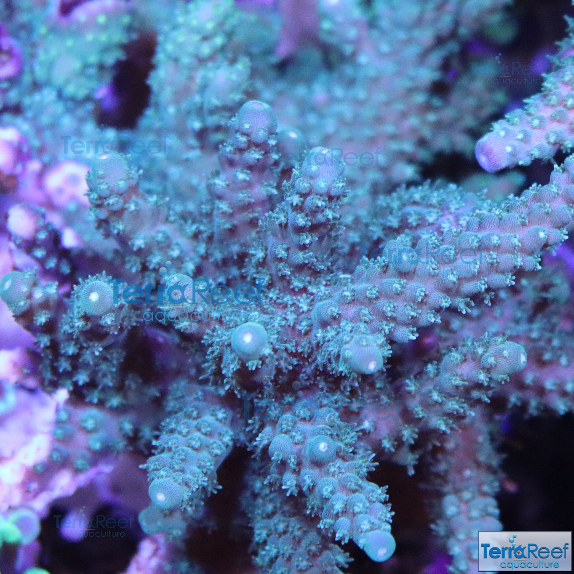 Stubby Finger Acro Frag Stock