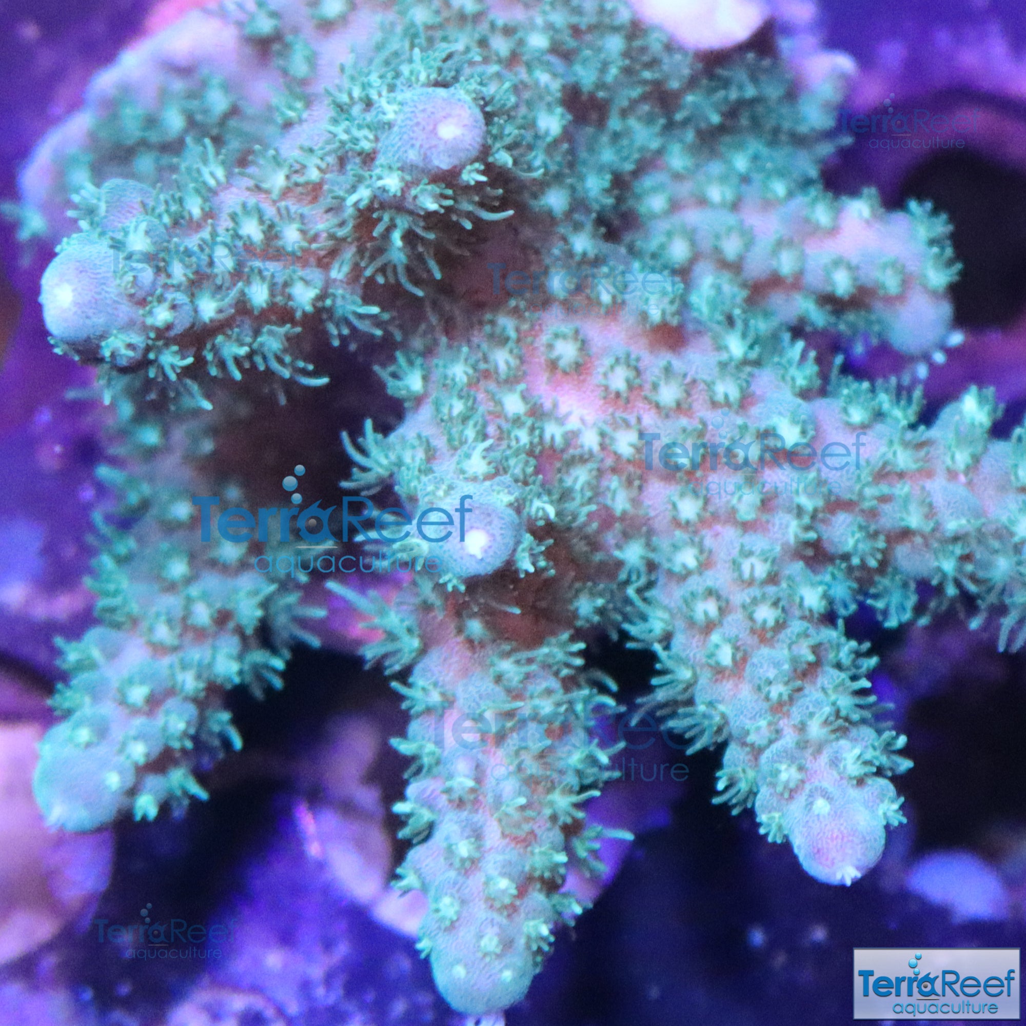 Stubby Finger Acro Frag Stock