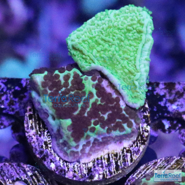 Montipora spongodes and Green Monti cap WYSIWYG Frags