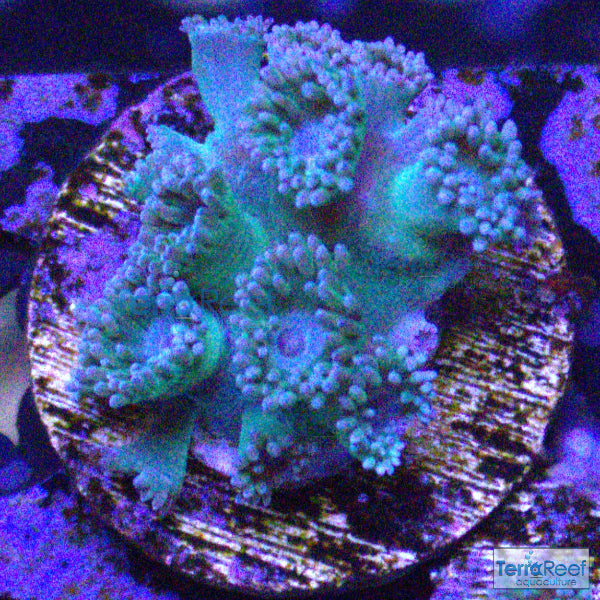 Pagoda cup coral (Turbinaria sp.) WYSIWYG Frag 27Le