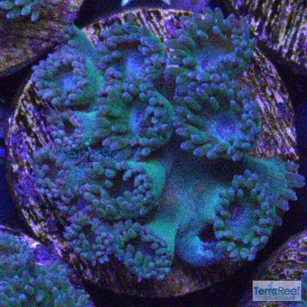 Pagoda cup coral (Turbinaria sp.) WYSIWYG Frag 28