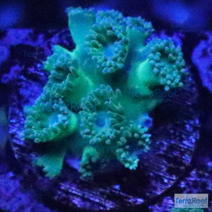 Pagoda cup coral (Turbinaria sp.) WYSIWYG Frag 27