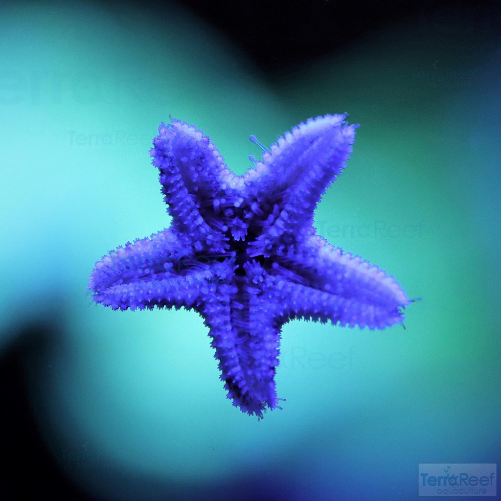 Pack of Asterina Aquilonastrea SeaStars Starfish – TerraReef