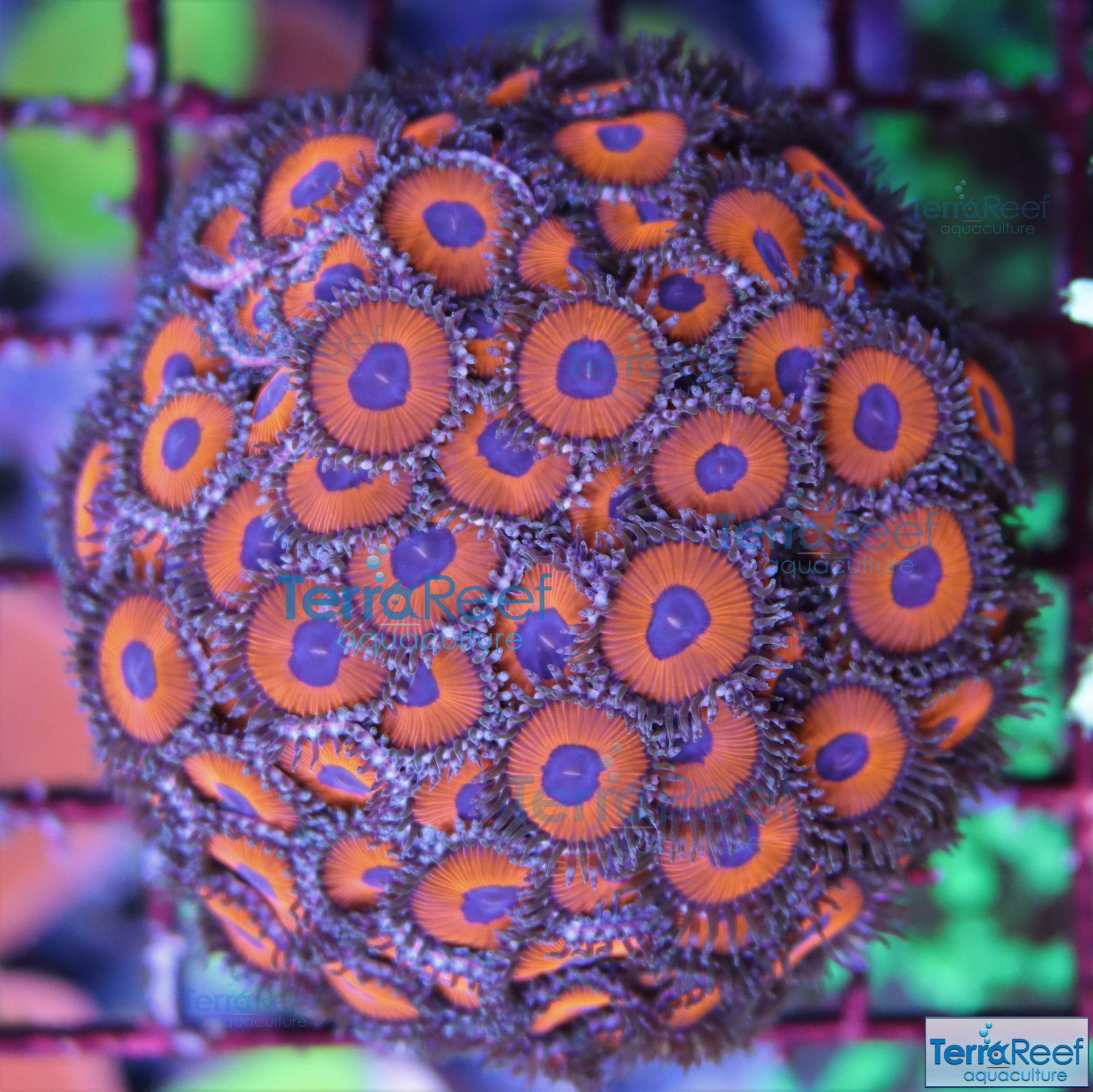 Red Zoanthids Frag Stock