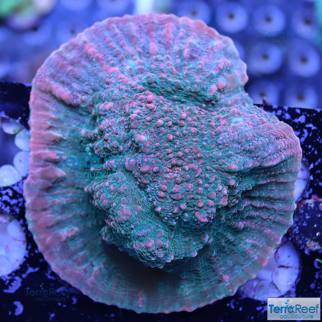Red Green Chalice Stock