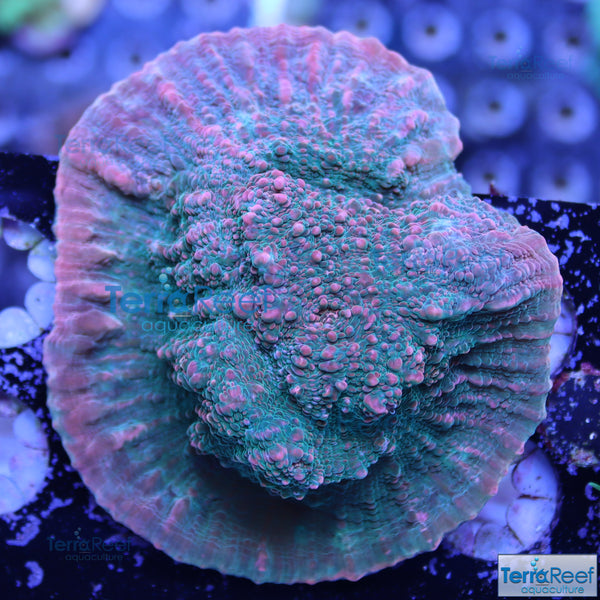 Red Green Chalice Stock