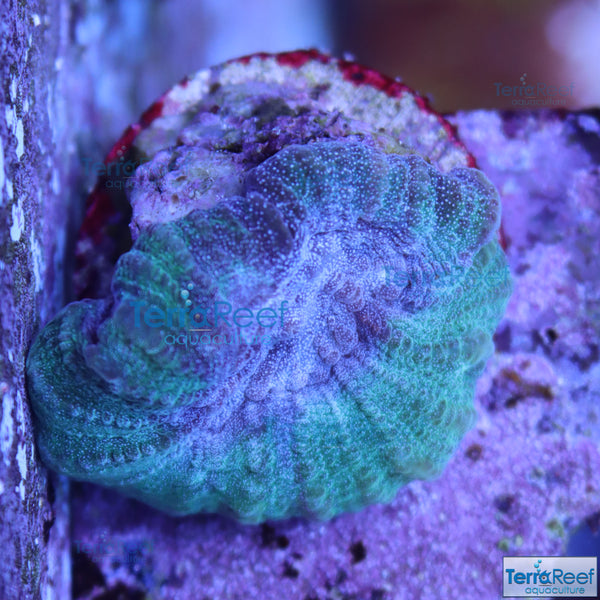 Green and Teal Ouluphyllia bennettae coral Stock