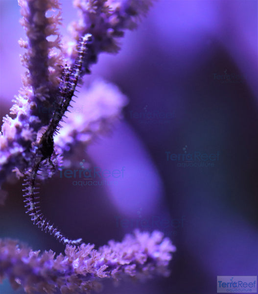 Mini Brittle SeaStar Star Fish "Baby Starfish"