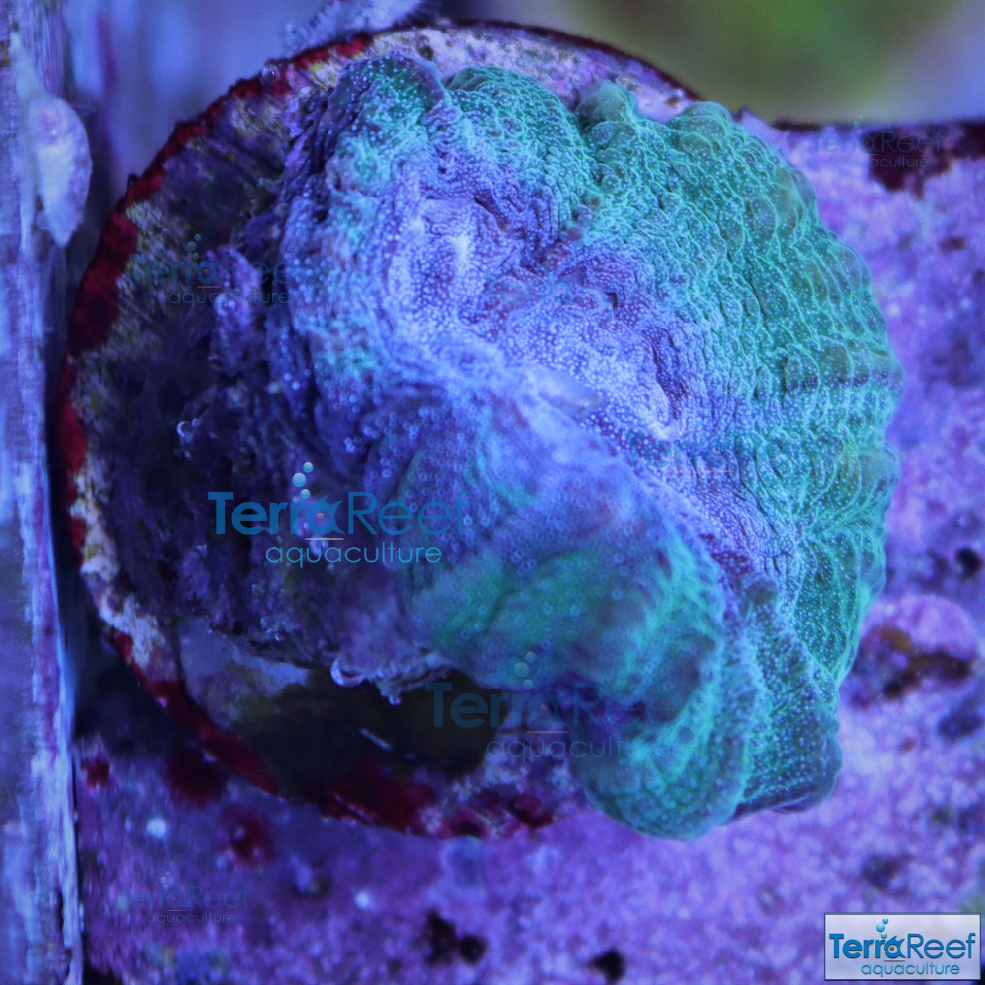 Green and Teal Oulophyllia bennettae coral Stock