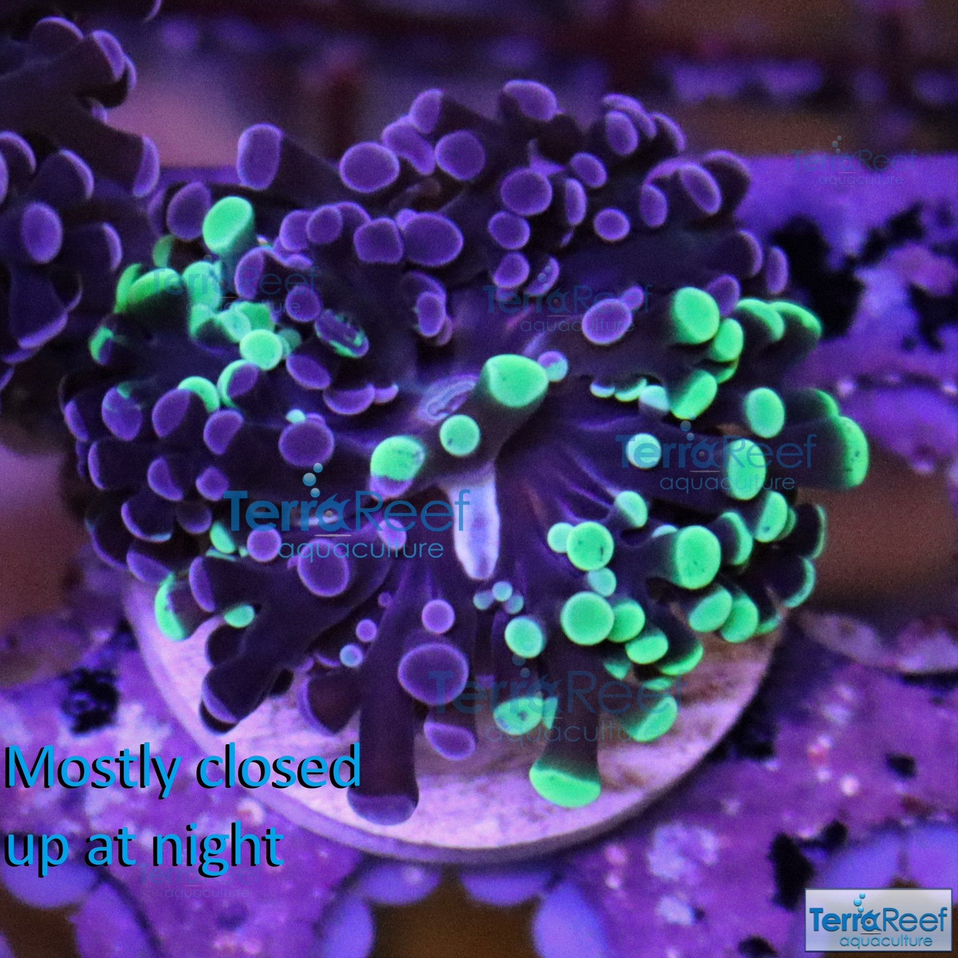 TerraReef MF Sweet Rainbow Bicolor Frogspawn Stock
