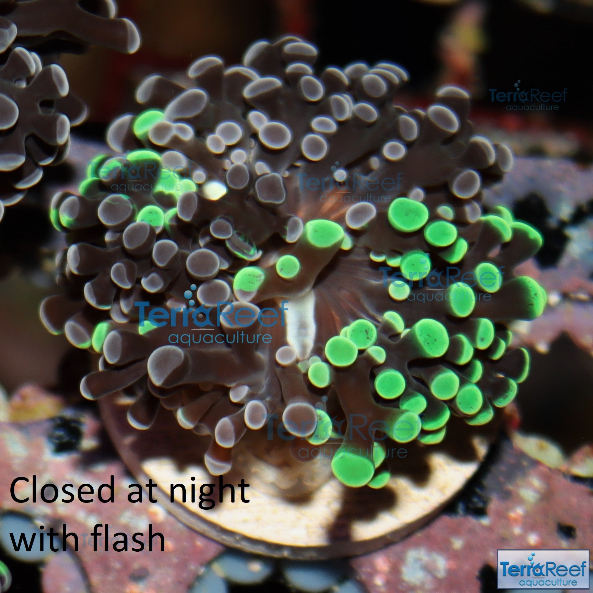 TerraReef MF Sweet Rainbow Bicolor Frogspawn Stock