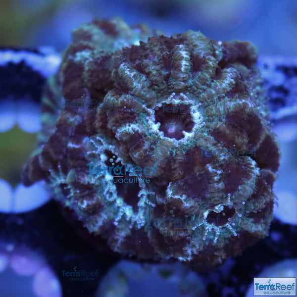 Teal Micromussa lordhowensis Premium "Acan lord" Coral Frag Stock