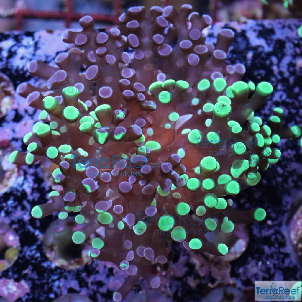 TerraReef MF Sweet Rainbow Bicolor Frogspawn Stock