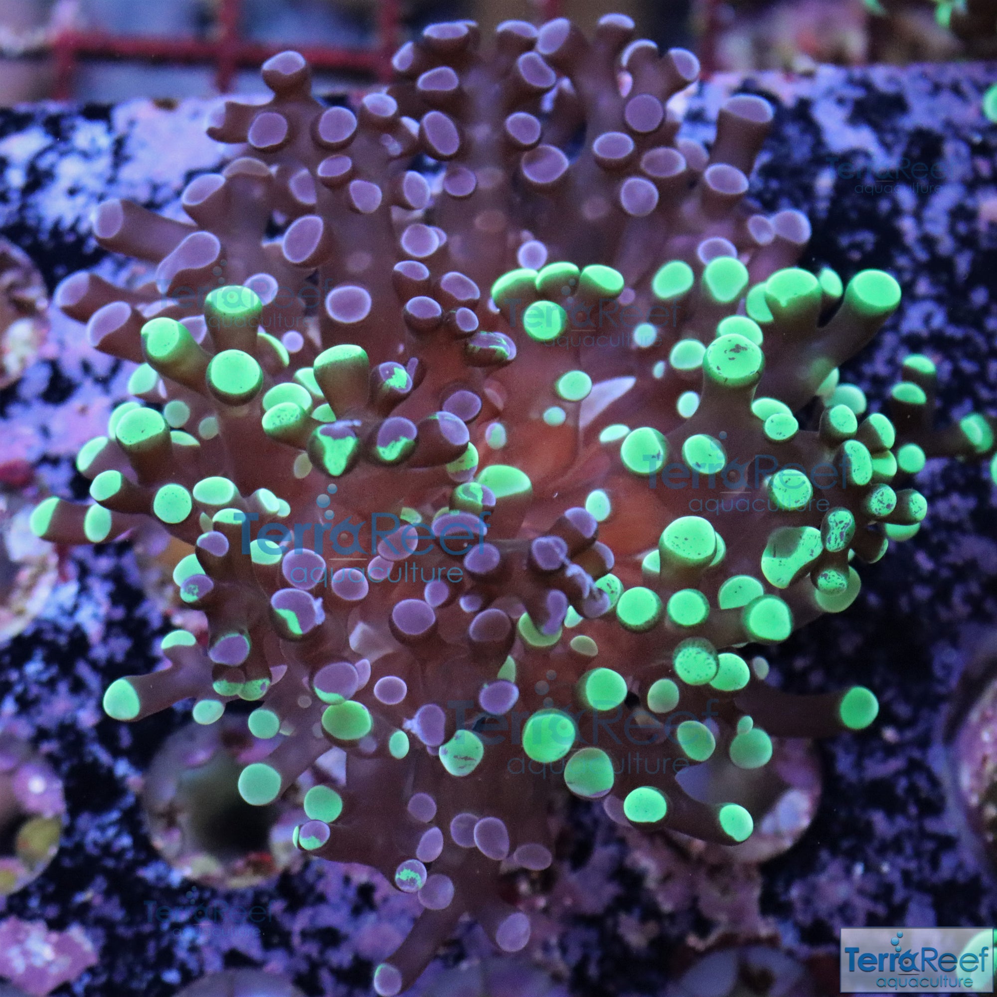 TerraReef MF Sweet Rainbow Bicolor Frogspawn Stock