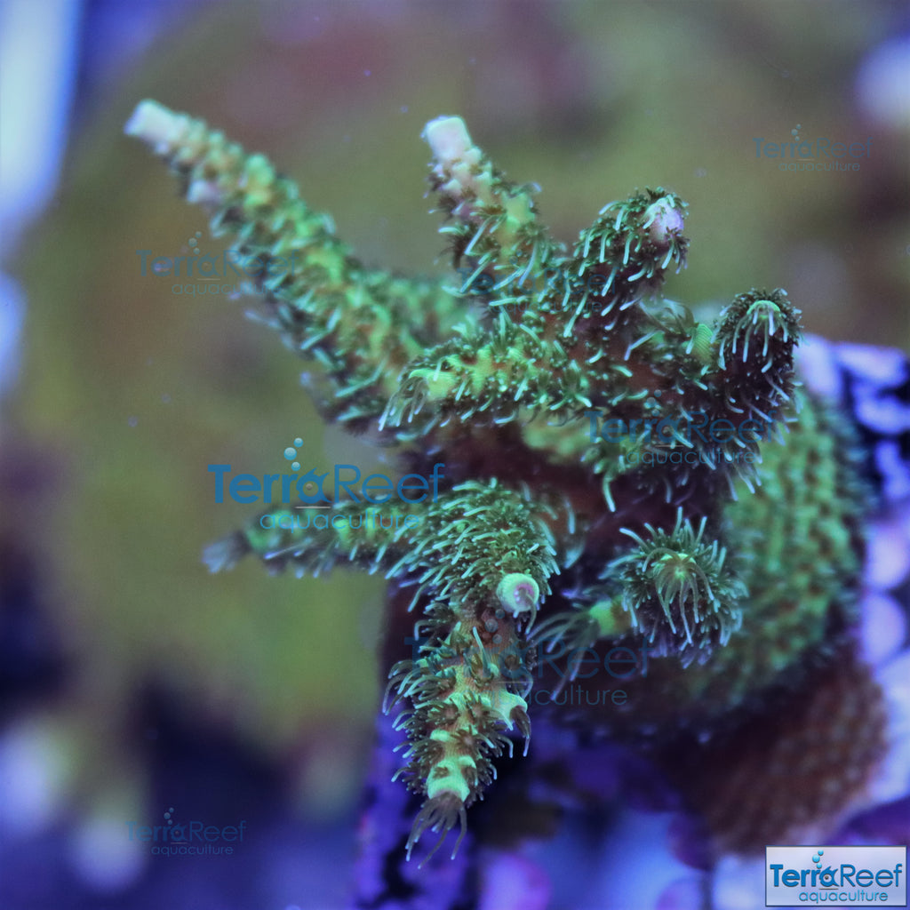 Frilly Green Acro Frag Stock