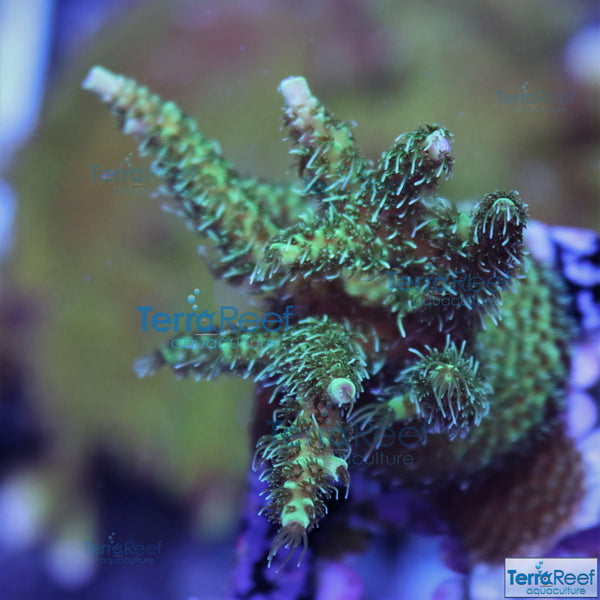 Frilly Green Acro Frag Stock