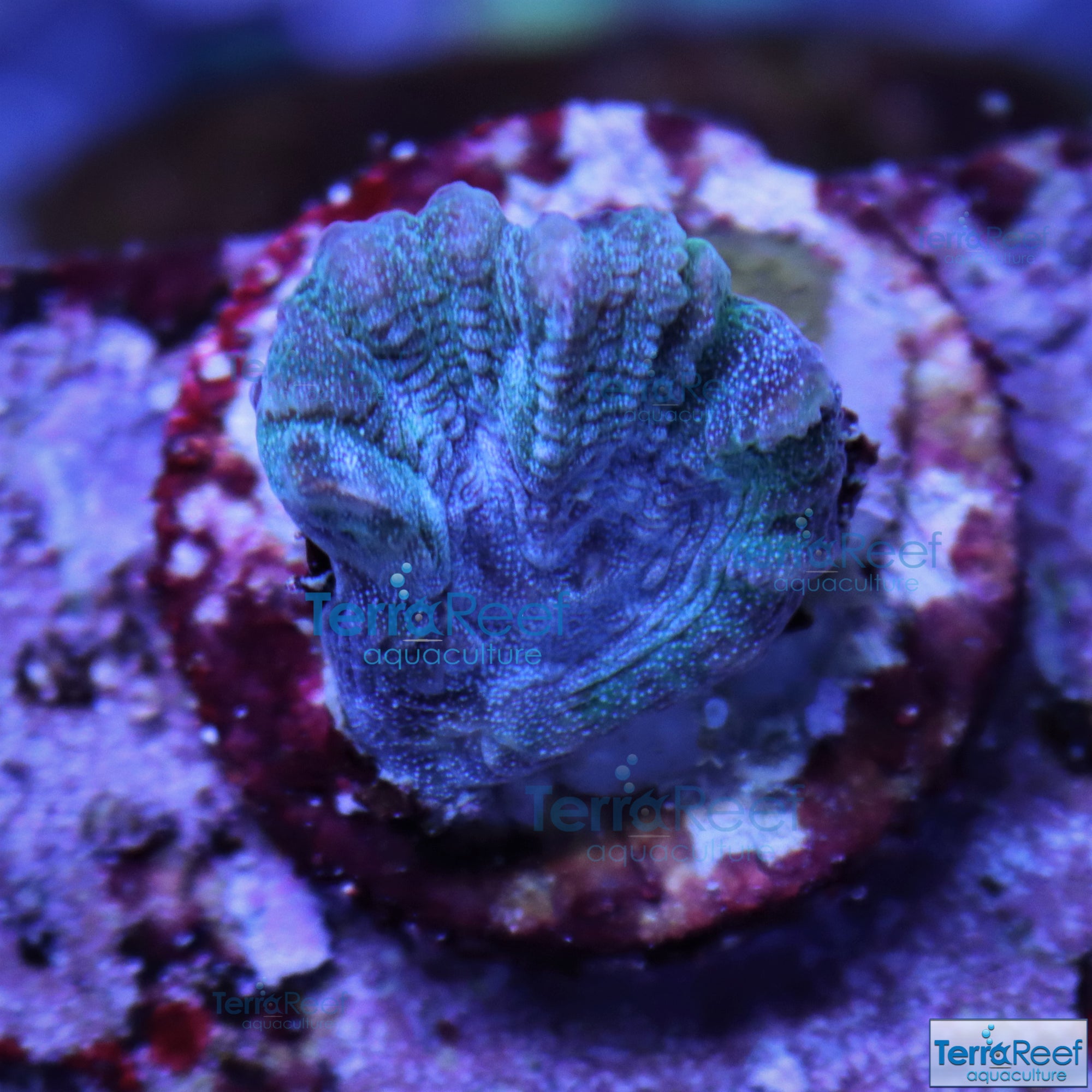 Green and Teal Oulophyllia bennettae coral Stock