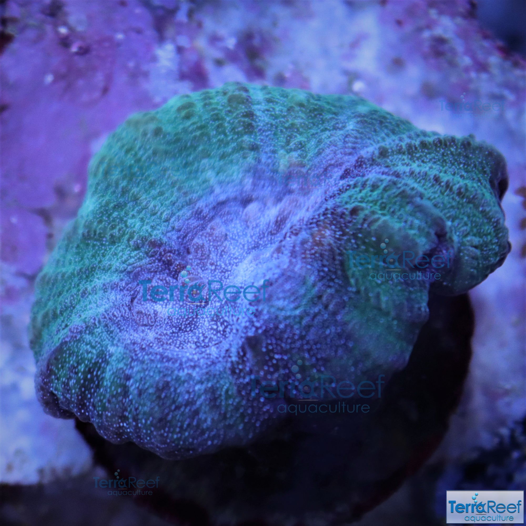 Green and Teal Oulophyllia bennettae coral Stock