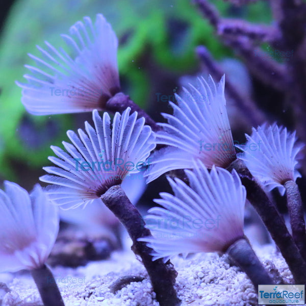 Aquacultured Mini White Feather Duster