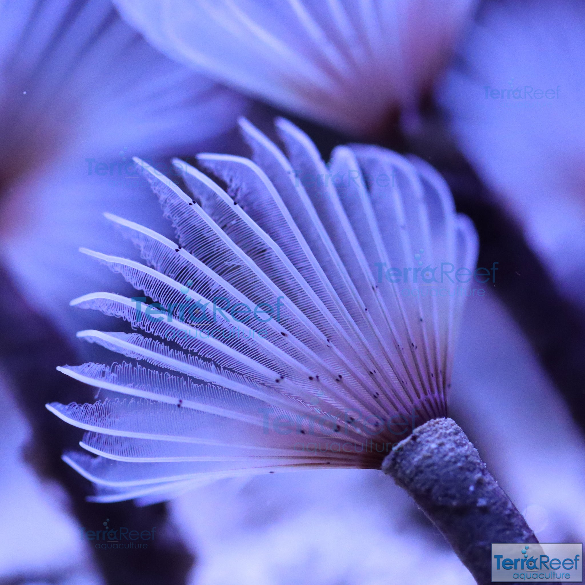 Aquacultured White Feather Duster