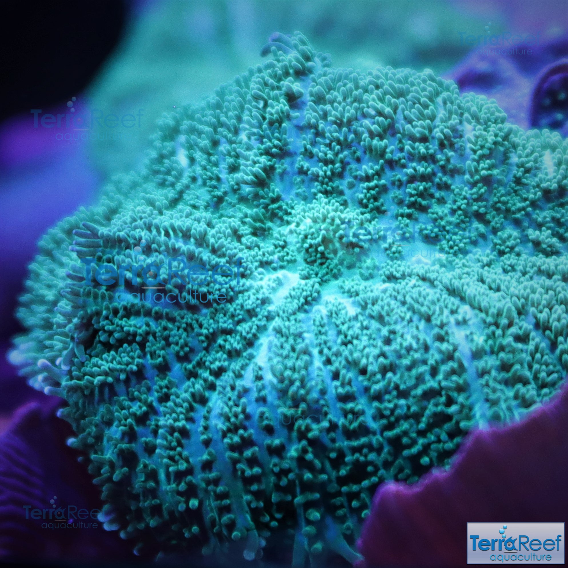 Green Rhodactis Mushroom