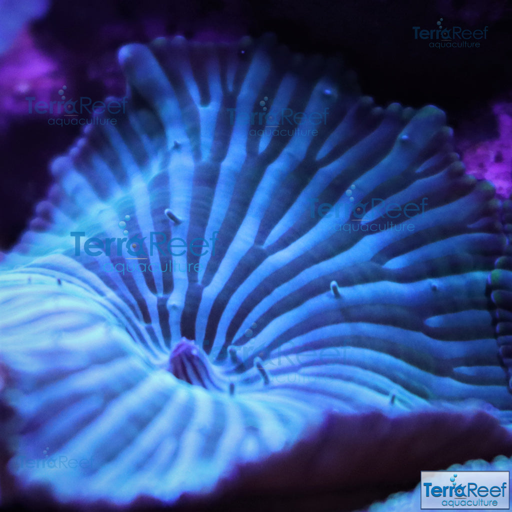 Striped Mushroom Stock