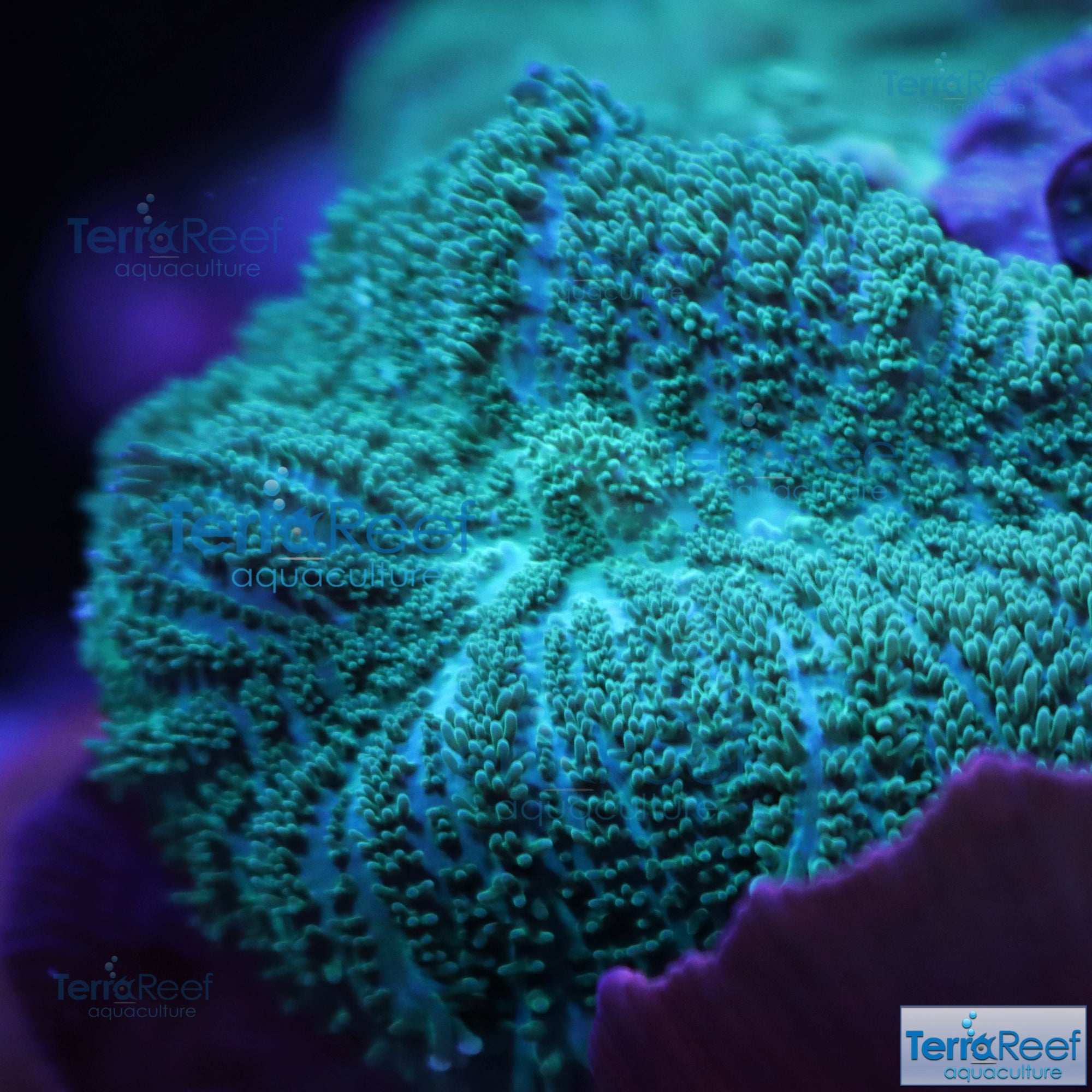 Green Rhodactis Mushroom
