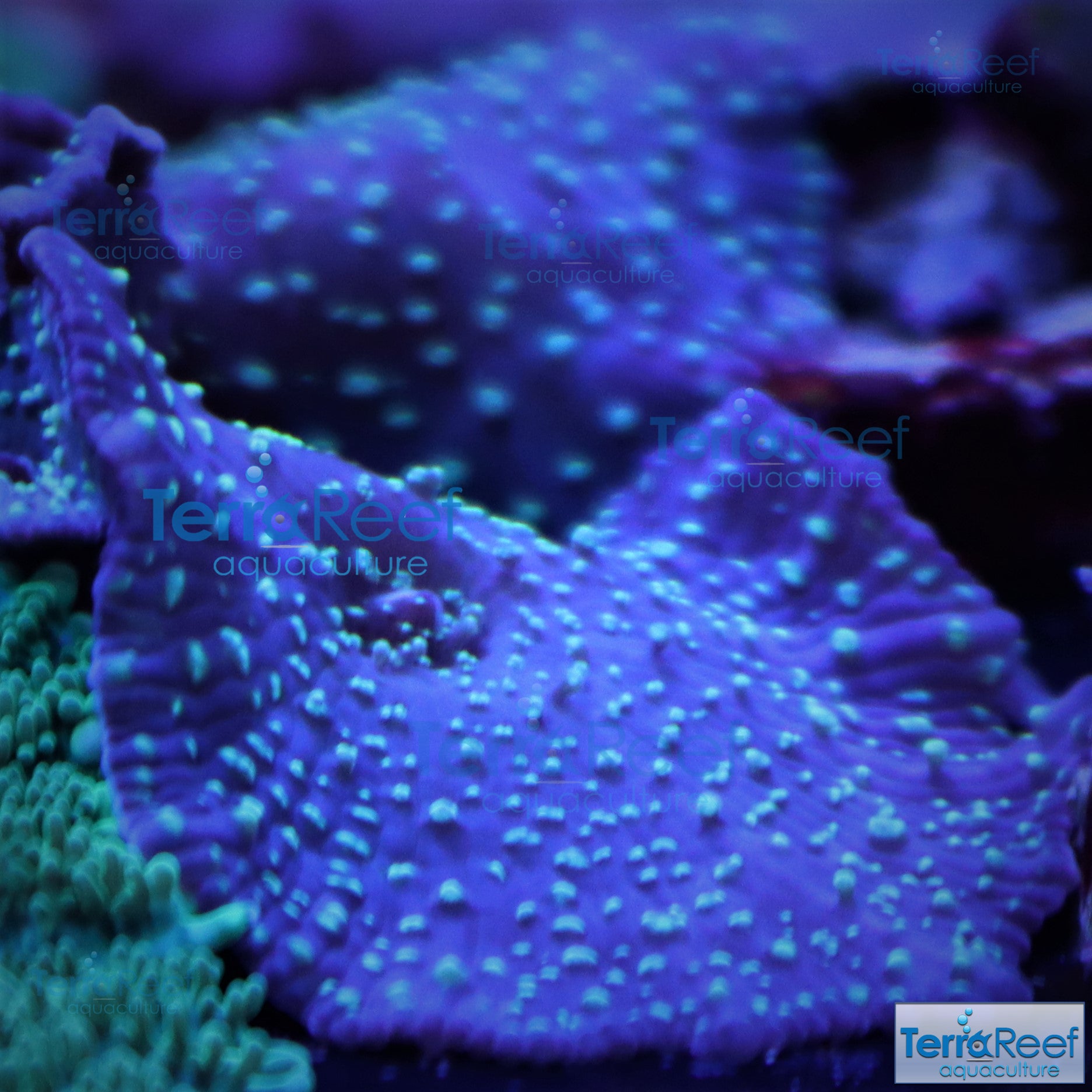 Green Spotted Mushroom